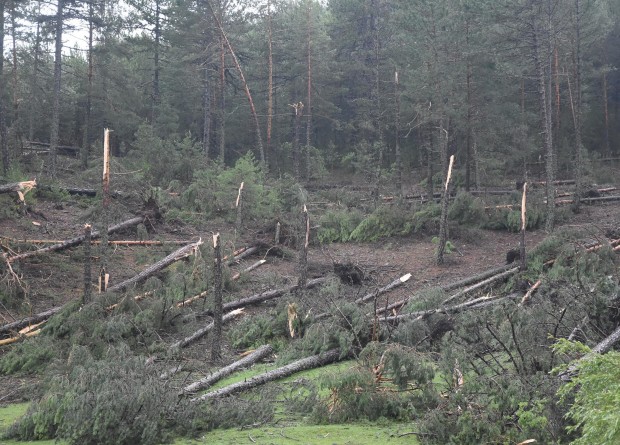 Kütahya da fırtına: Ormanda yüzlerce ağaç devrildi