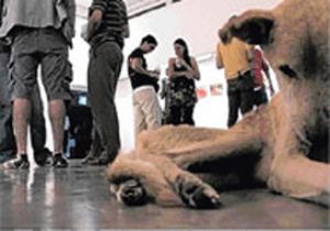 Köpeğini Isırana 3 Ay Hapis Cezası 