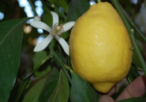 Limon fiyatlarında pek bir düşüş beklenmiyor!