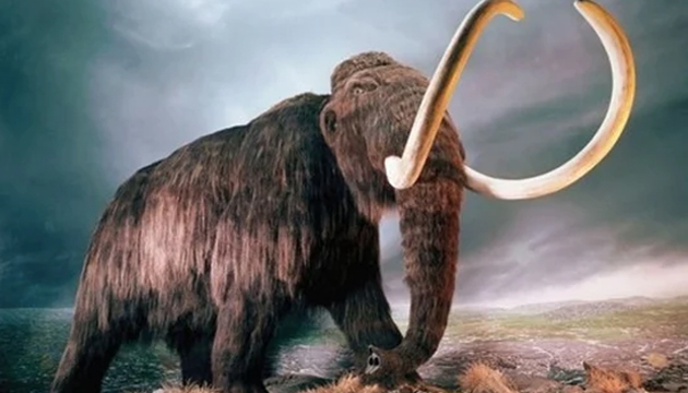Amasya da mamut fosili heyecanı
