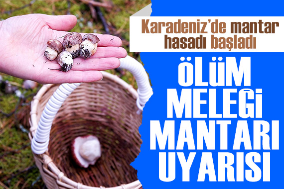 Karadeniz de mantar hasadı başladı: Uzmanından  ölüm meleği  mantarı uyarısı!