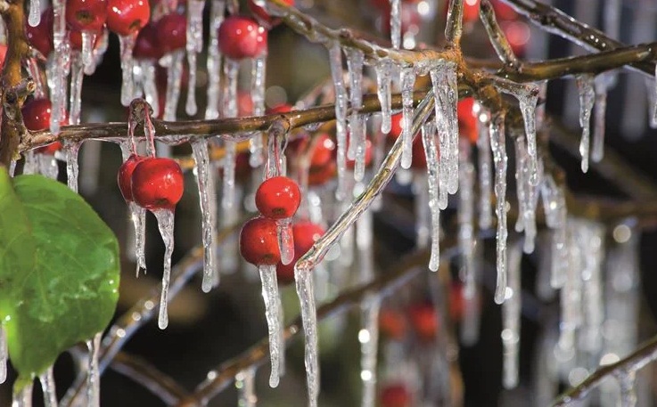 Bu tarihlere dikkat! Meteoroloji den zirai don uyarısı