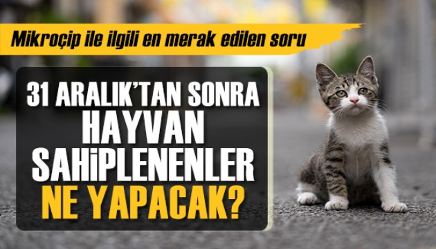 Mikroçip krizi: 31 Aralık'tan sonra hayvan sahiplenenler ne yapacak?
