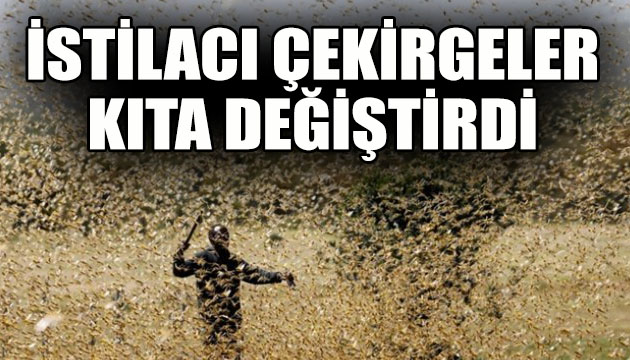 İstilacı çekirgeler kıta değiştirdi!