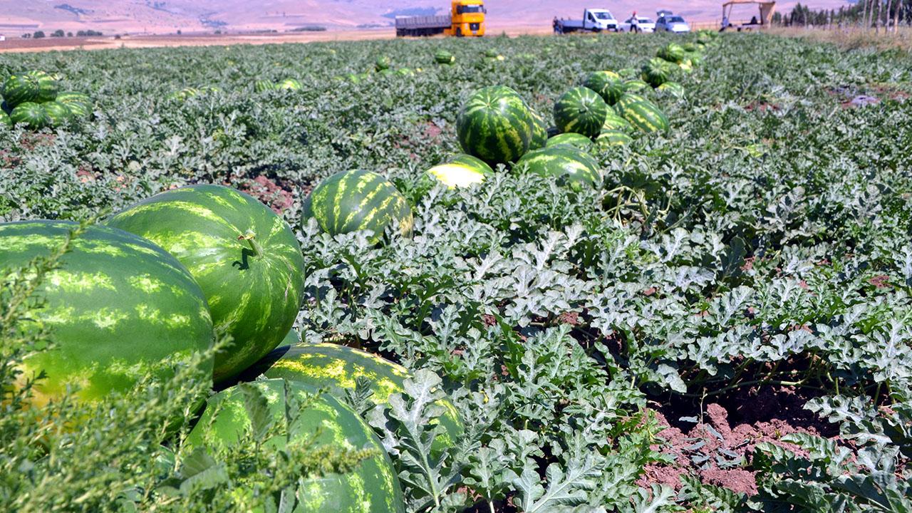 Diyarbakır da bu yıl 150 bin tonu aşkın karpuz rekoltesi bekleniyor