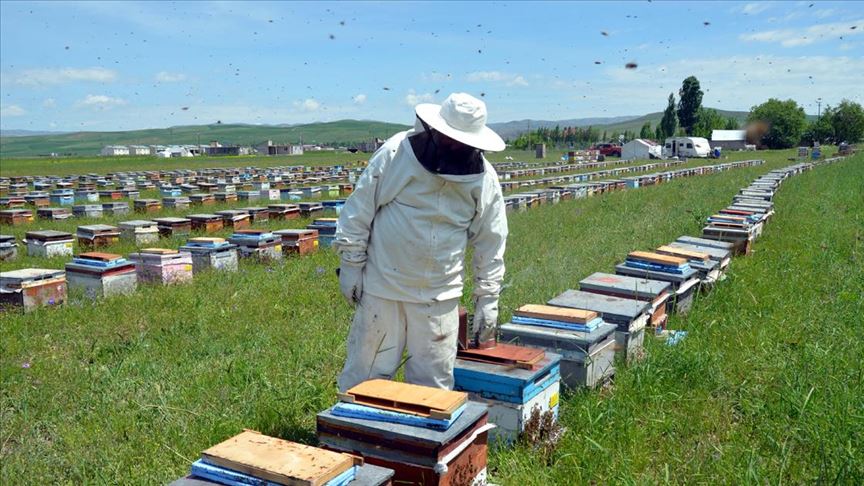 Muş tan bu yıl 700 ton bal beklentisi var