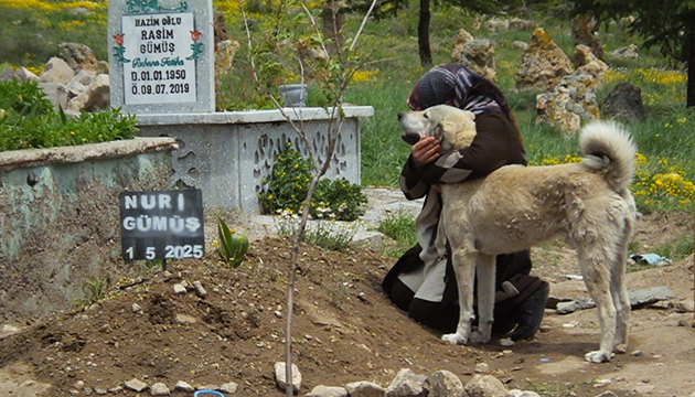  Garip  isimli köpek, sahibinin mezarından ayrılmıyor