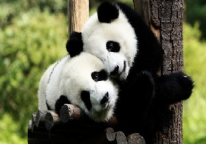 Bilim Adamları Pandaların Dilini Çözdü..!