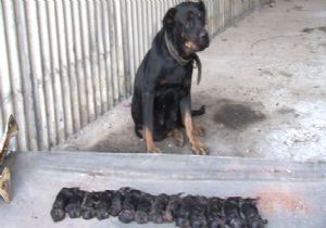 Meksika`da Köpek Dehşeti: