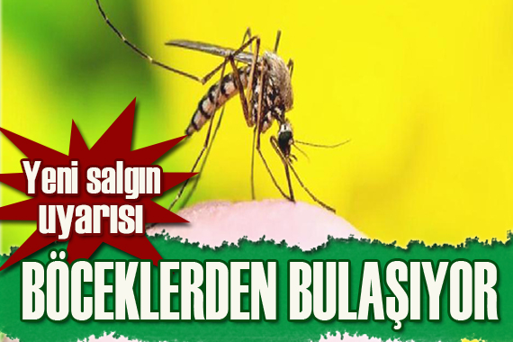 DSÖ den salgın uyarısı: Böceklerden bulaşacak