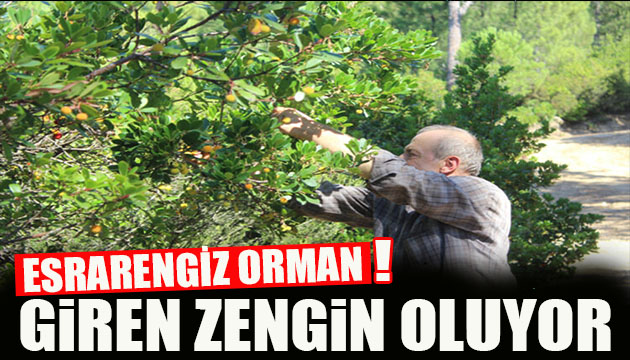 Esrarengiz orman! Giren zengin oluyor