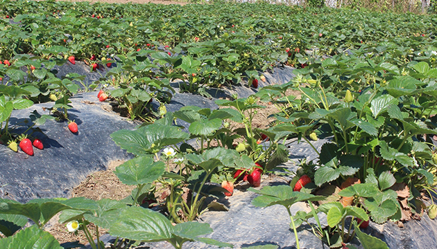 Organik tarımda üretim arttı