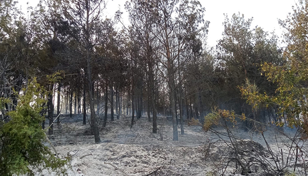 Tekirdağ daki orman yangını söndürüldü