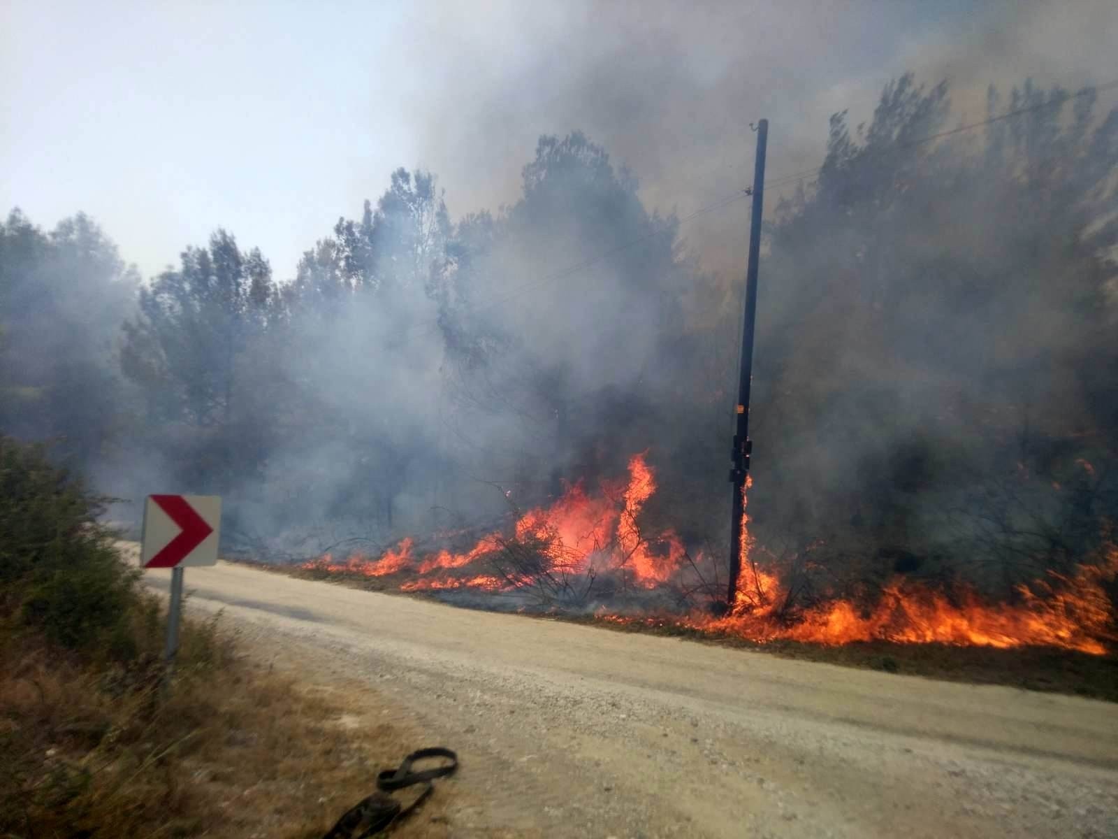 Osmaniye de orman yangını