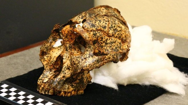 2 milyon yıllık insansı kafatası!