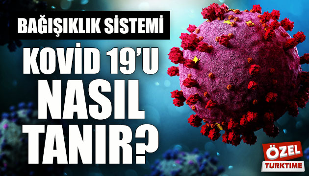 Bağışıklık sistemi Kovid 19 u nasıl tanır?