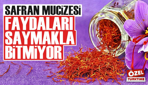 Safran mucizesi! Faydaları saymakla bitmiyor