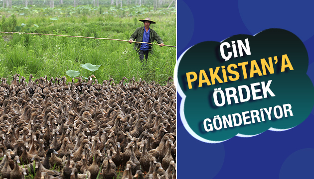 Çin Pakistan a ördek gönderiyor