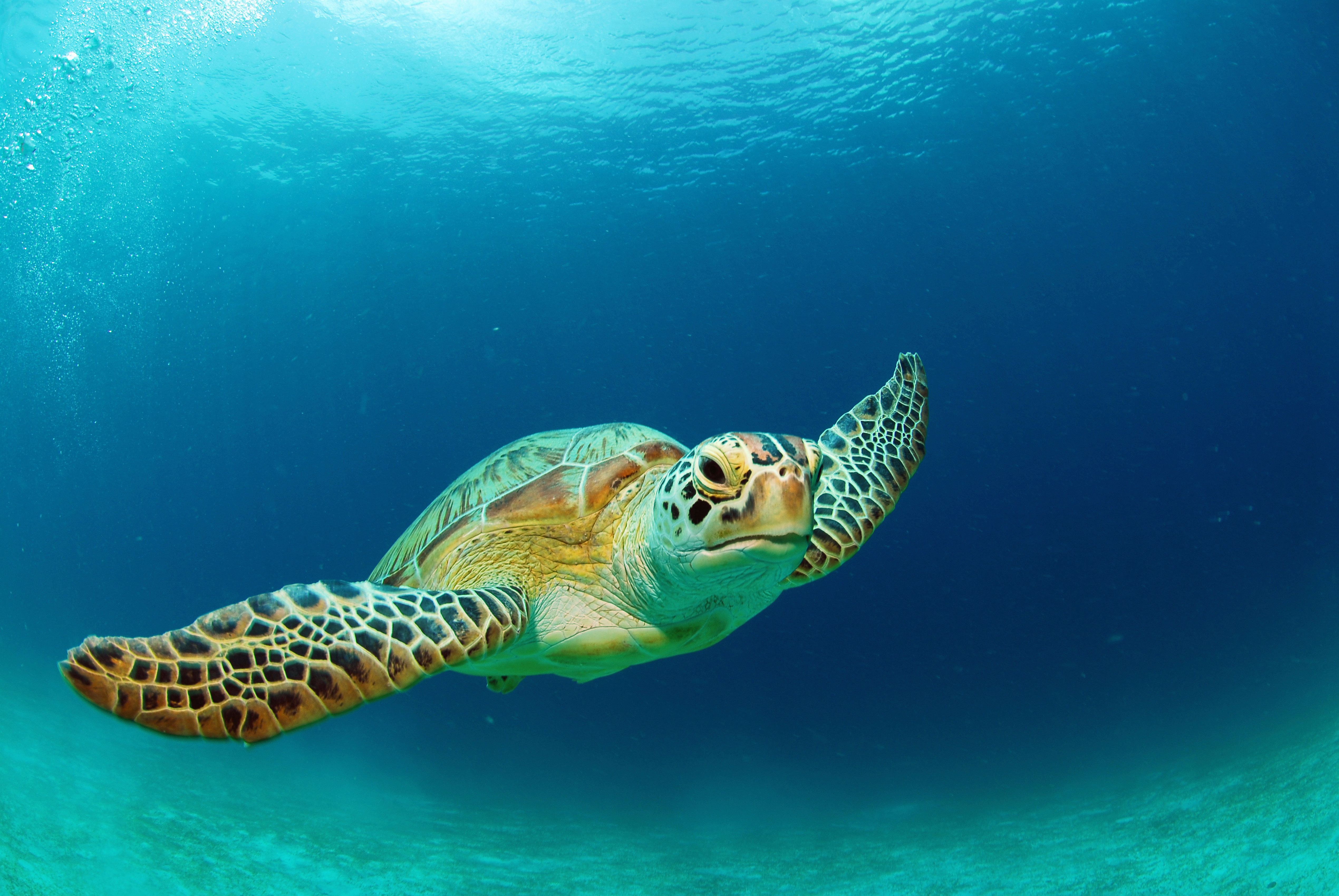 Panama da deniz kaplumbağalarına yasal hakları teslim edildi