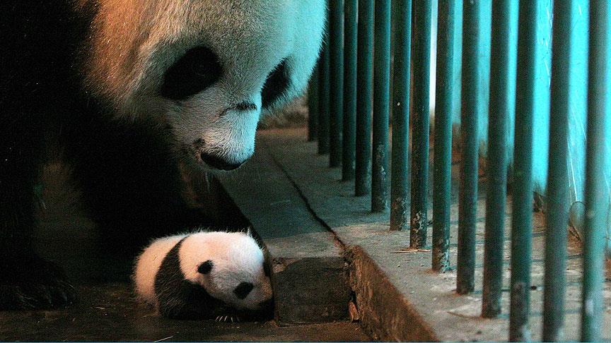 Çin de ikiz panda sevinci