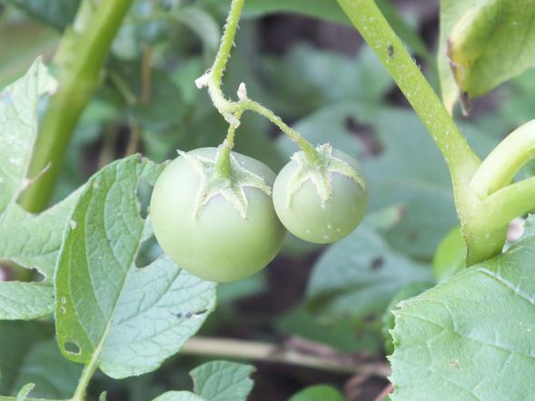 Patates ekilen tarladan domates çıktı