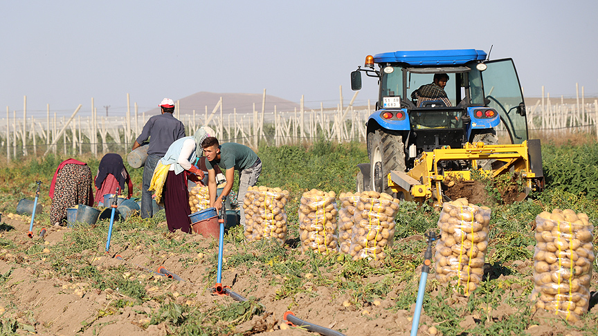 Patates hasadı başladı