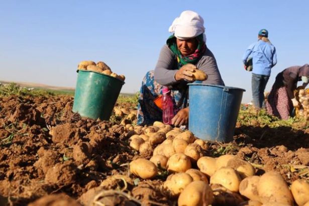 Fırat Kalkanı Harekatı ndan patates çıktı