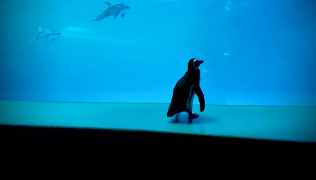 Salgın nedeniyle kapatılan akvaryumda meydan penguenlere kaldı