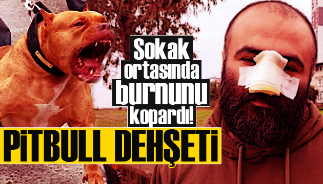 Pitbull dehşeti! İş insanının burnunu kopardı