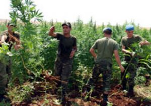 PKK nın Uyuşturucu Tarlaları