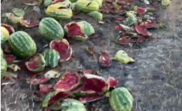 İsraf görüntüsü: Karpuzlar yola saçıldı