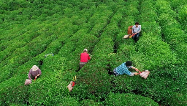 Rize'de ocak-şubat döneminde 1,8 milyon dolarlık çay ihracatı yapıldı