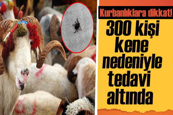 Uzmanı uyardı: Kurbanlıklara dikkat! 300 kişi kene nedeniyle tedavi görüyor