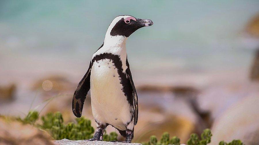 Güney Afrika da penguenlere arı sürüsü saldırdı