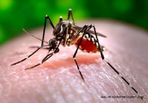 Türkiye de zika virüsü var mı?