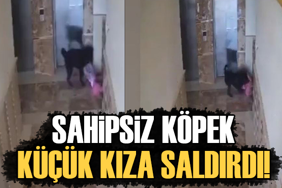 Sahipsiz köpek, küçük kıza saldırdı!