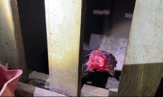 Sakarya’da horoz dövüştürenlere rekor para cezası!