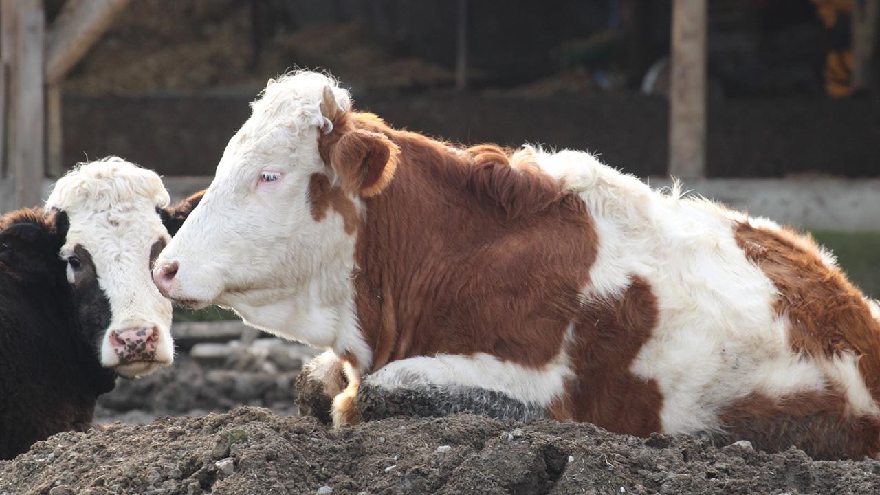 Bolu da 18 köy ve 4 mahalle şap nedeniyle karantinada