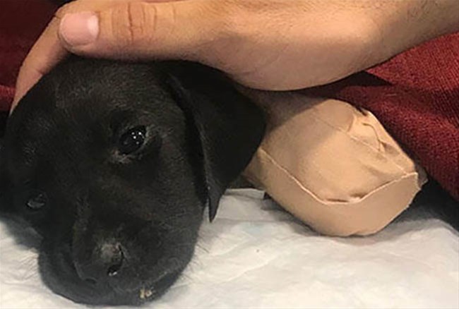 Sapanca daki köpek vahşetinde 1 kişi gözaltına alındı