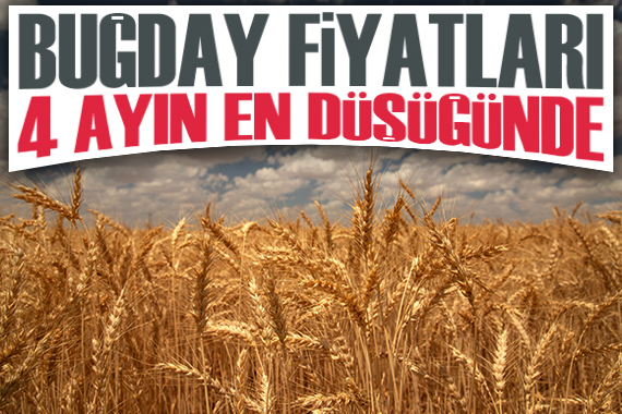 Buğday fiyatları 4 ayın en düşüğünde