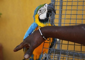 Senegal’in egzotik kuşları koruma altında!