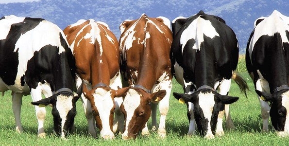 60 bin sığır ithal edilecek