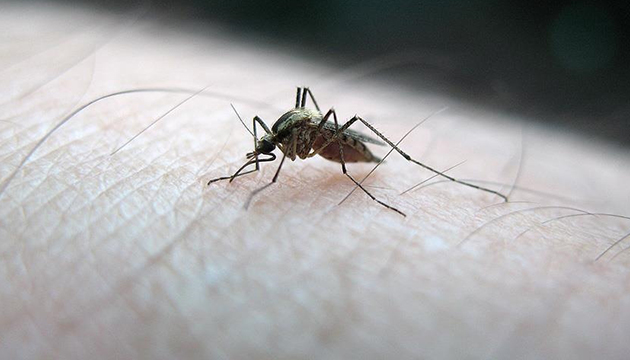 Sivrisineklerin insan kokusunu nasıl ayırt ediyor? İşte çarpıcı araştırmanın sonucu!