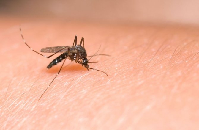 Korona virüs sivrisinekler yoluyla bulaşır mı?