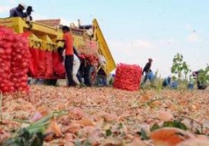 Soğan fiyatları ne kadar oldu?