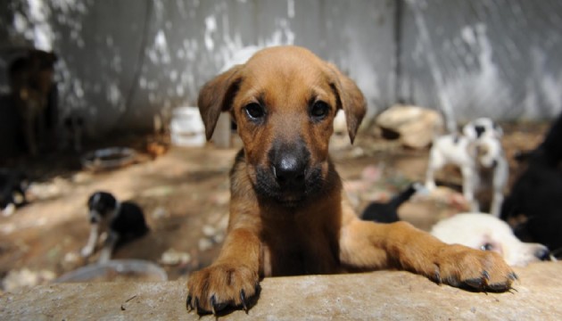 ABB'den sokak köpeklerine özel hastane hizmeti