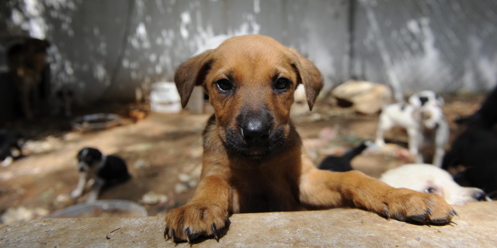 ABB den sokak köpeklerine özel hastane hizmeti