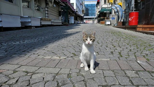 Bakanlık sokağa çıkma yasağıyla ilgili açıklamalarda bulundu