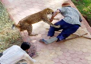 Leopar Ava Çıktı