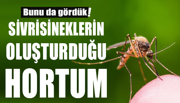 Kasaba sivrisineklerin oluşturduğu ‘hortumun’ etkisinde kaldı